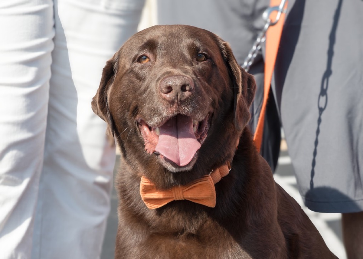 D3 Electrical's office mascot